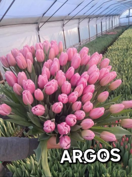 Цибулини тюльпана після вигонки 140 гр