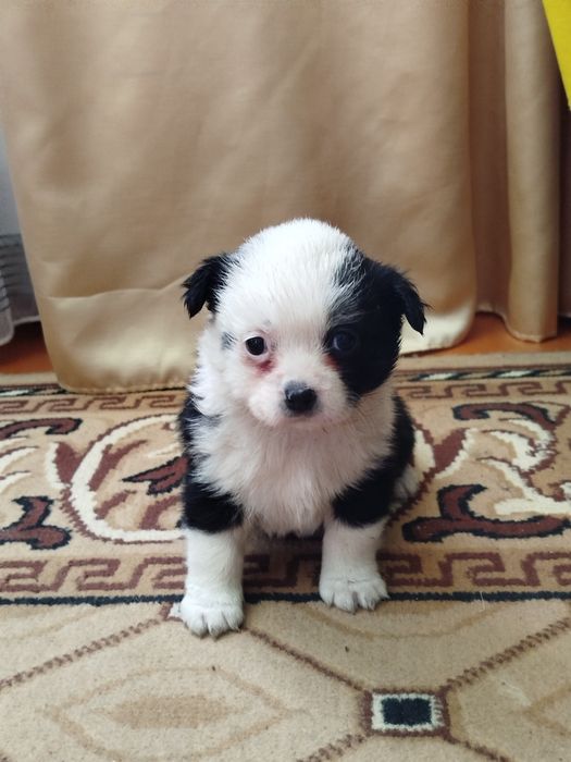 Продаються собаченята