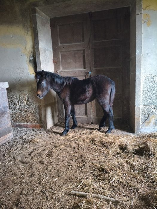 Poldro 10 meses para venda