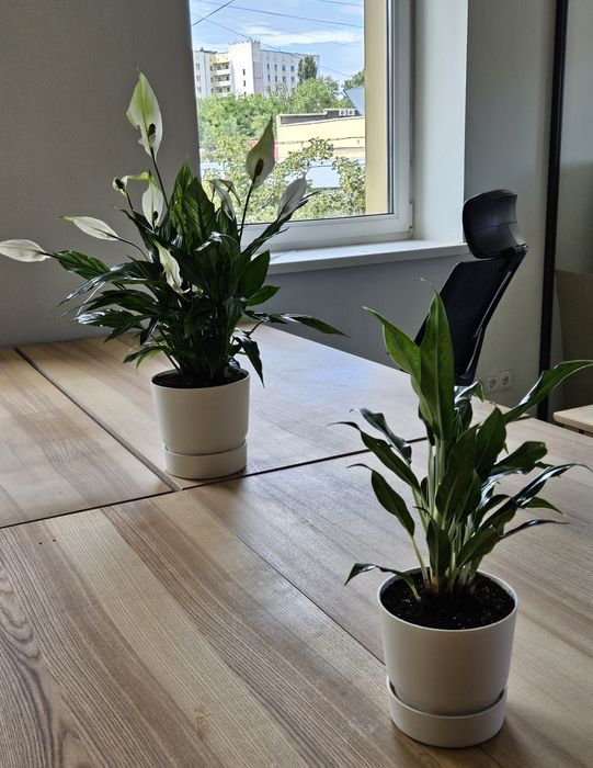 Комплексний догляд за кімнатним озелененням, фітодизайн