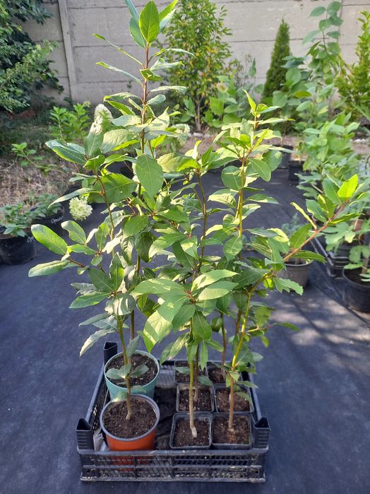 Лавр благородний, лаврове дерево