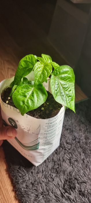 California Reaper (mudas).
