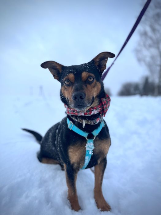 Mały Roki szuka domku!!