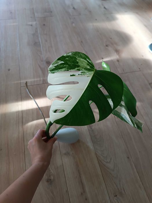 Monstera variegata