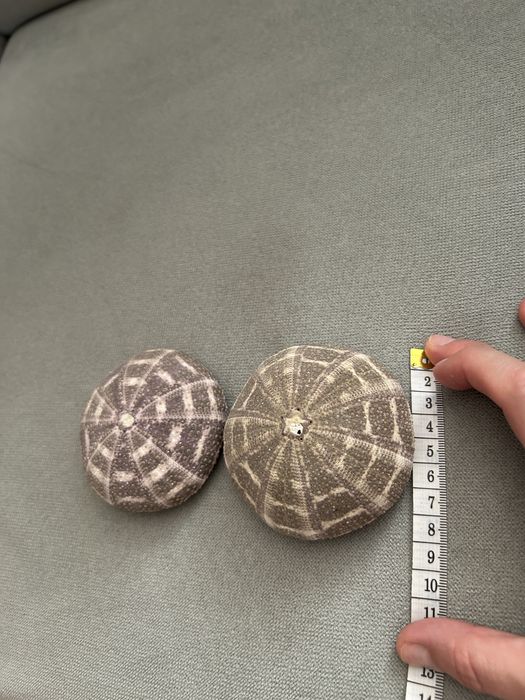 Sprzedam muszle jeżowca cena za dwie sztuki