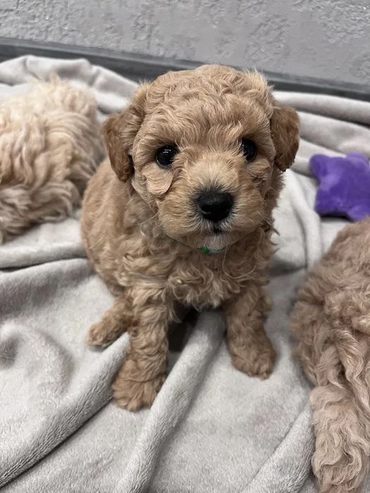 Мальтипу Дніпро! Чистокровний від титулованих батьків