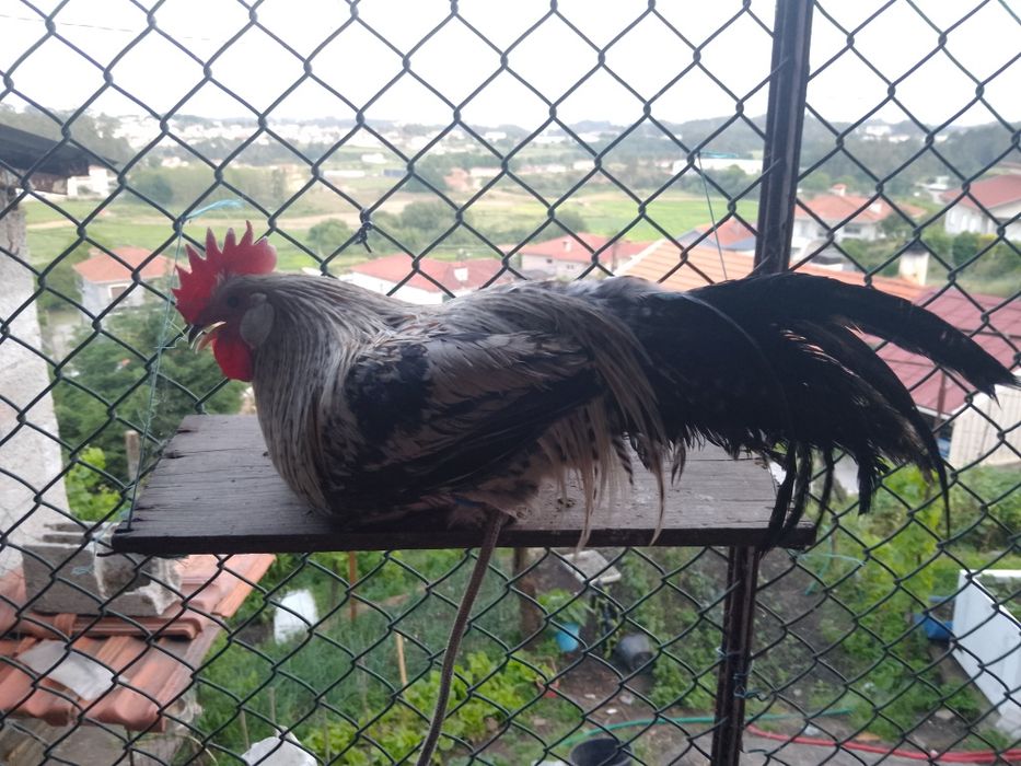 Vendo ou troco garniso Fenix, alguma  duvida é so mandar mensagens