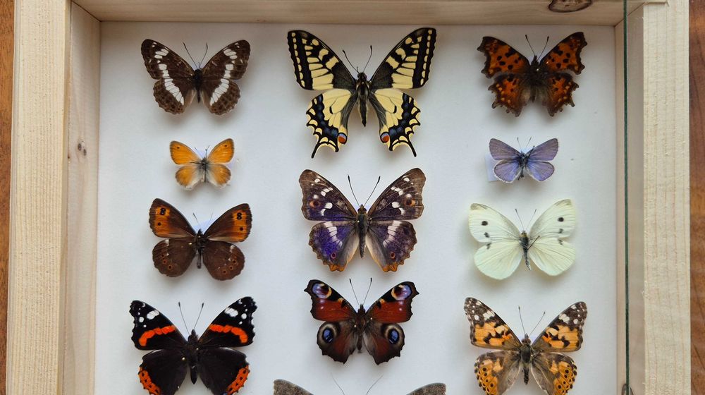 Gablotka motyle ćmy krajowe Papilio machaon i inne na ścianę