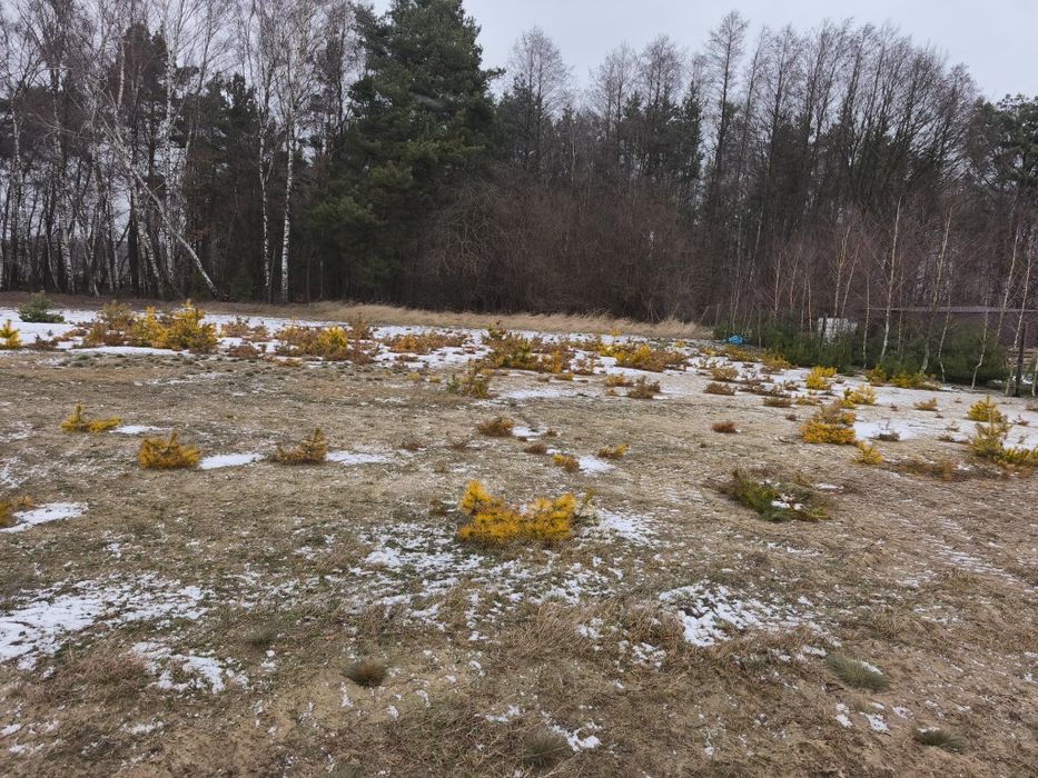 Gorzewo działka pod lasem wydane WZ - Widok 2