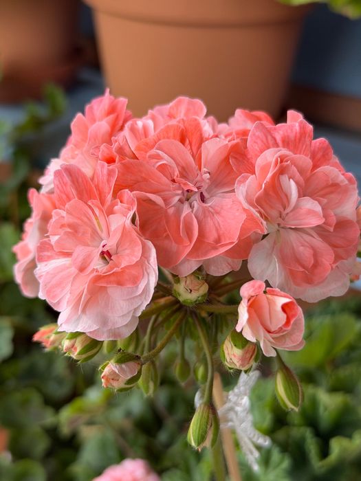 Pelargonia kolekcjonerska sadzonki