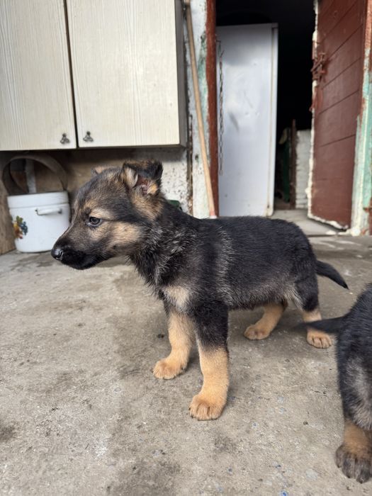 Віддам песиків в добрі руки