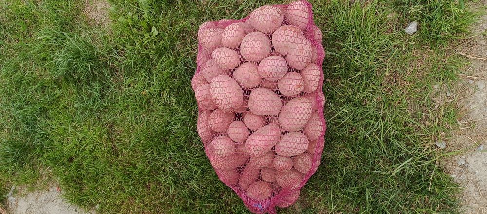 Ziemniaki Redsonia ,Soraya, atole