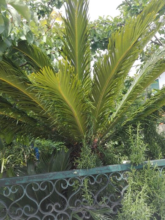 Cica grande, media e pequenas