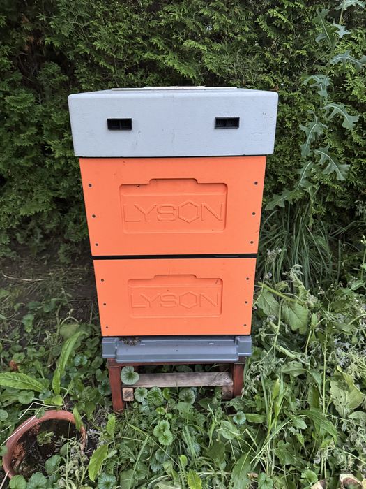 Sprzedam 4 ule wielkopolskie Łysoń z pszczołami