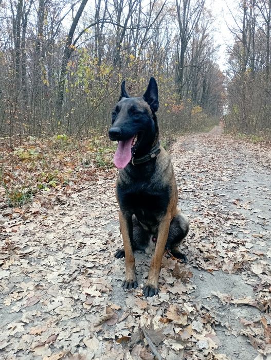 продам щенят метиси малінуа +німецька вівчарка