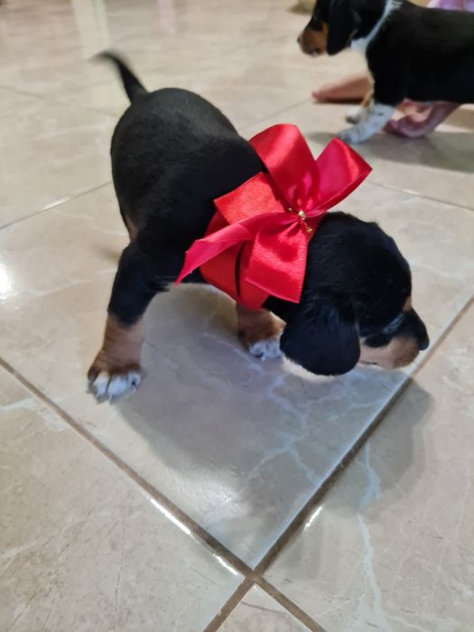 Такса / фокстер'єр