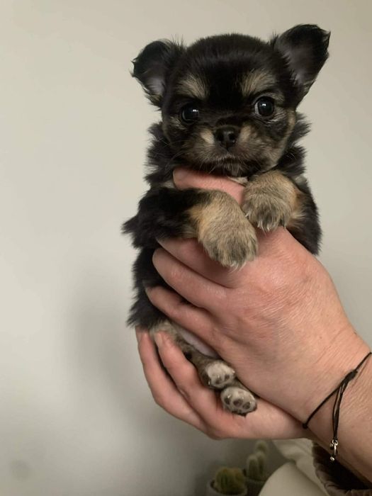 Chihuahua długowłosa - czarna ze znaczeniami
