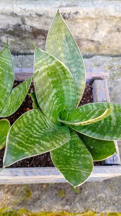 Сансевієрія ханні зелена та з жовтим краєм