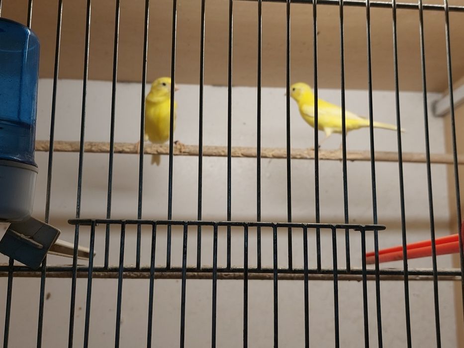 Kanarek Samiec 2024r na śpiewie.