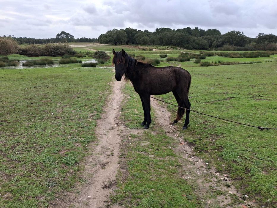 Vendo cavolos mansos
