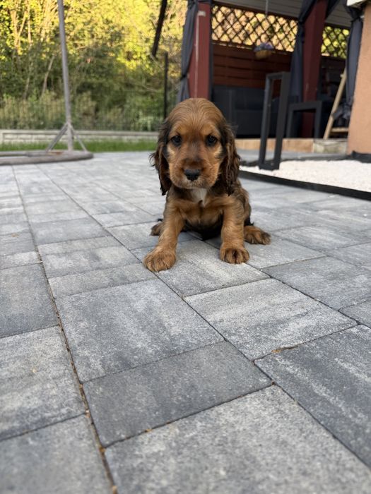 Śliczny cocker spaniel