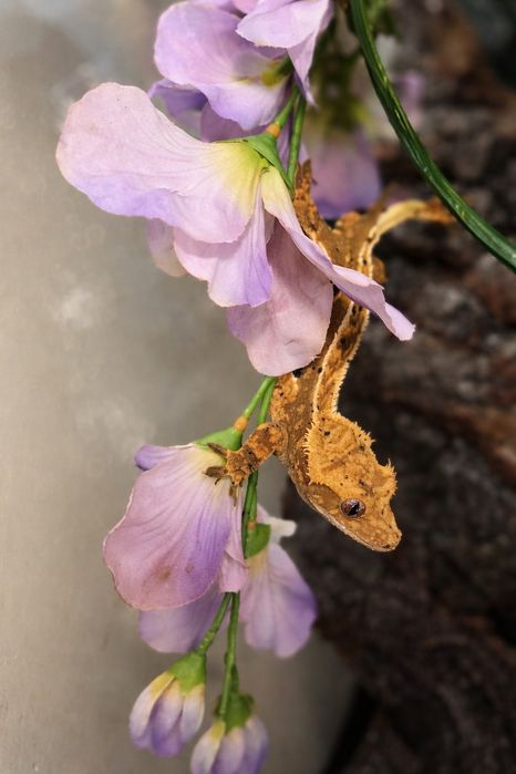 Sprzedam gekona orzęsionego z całym wyposażeniem