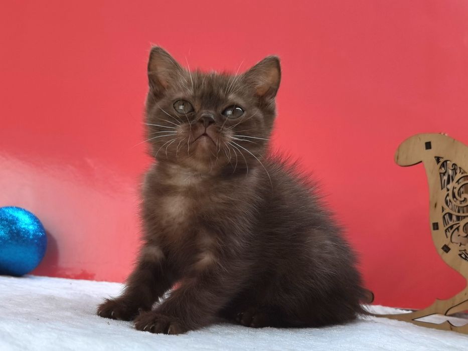 Клубная шоколадная кошечка из питомника с документами