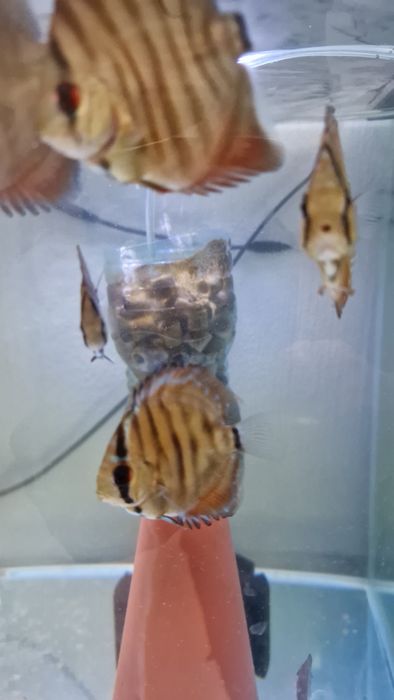 Discus juvenis red cover X turquesa