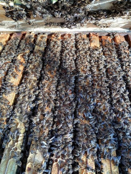 Rodziny pszczele na ramce 1/2 dadant, odkłady