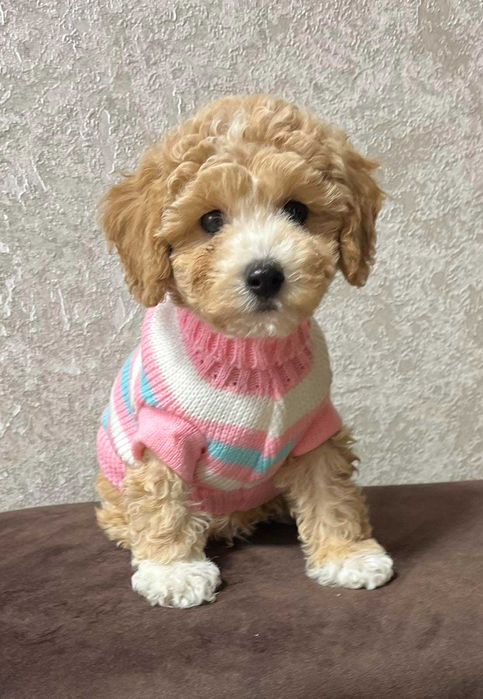 Кому класного мальтіпусіка з доставкою?