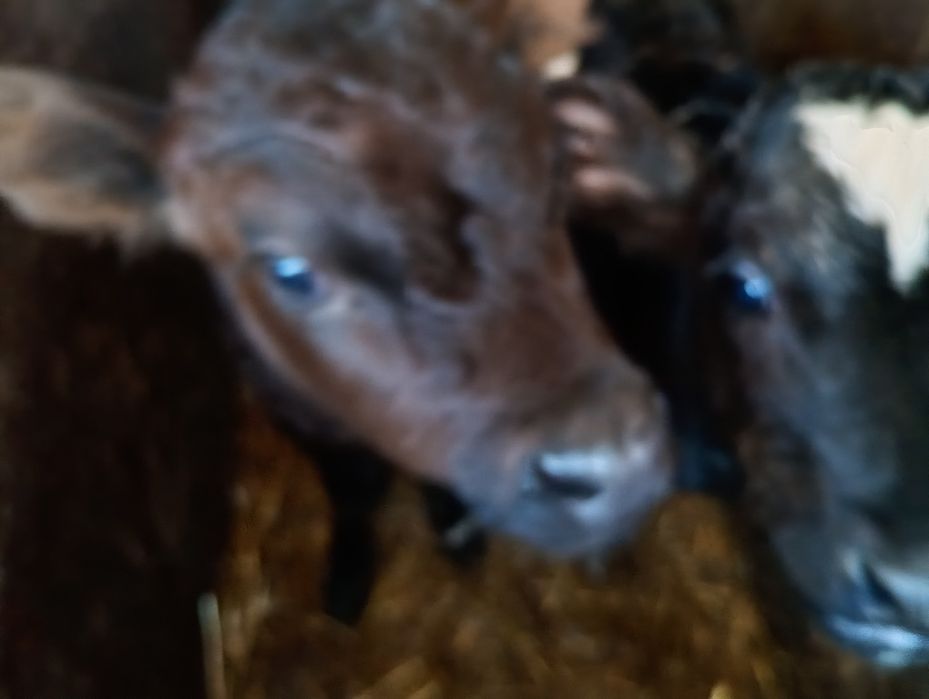 Sprzedam Byczka z mojego gospodarstwa wiek ponad 2tyg