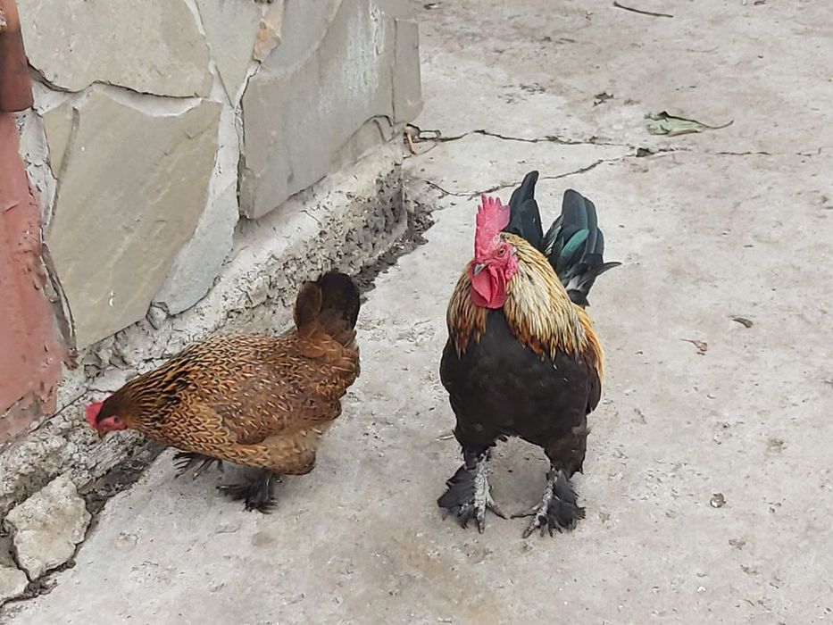 Петушки и курочки декоративной породы бентамки.