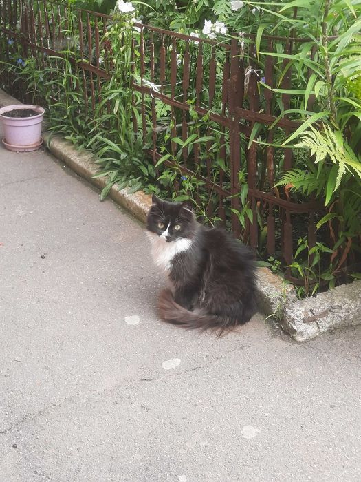 Котики шукають сім'ю