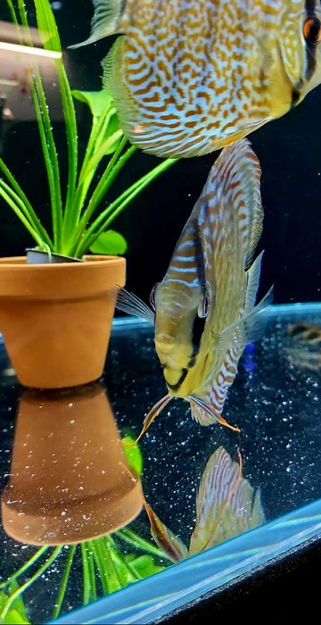 Dyskowiec samiec turkus