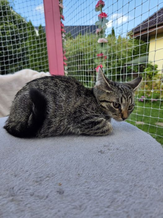Kotek szuka domu