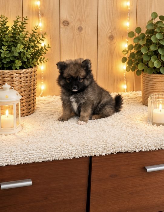 lulu da pomerania/spitz alemao anao