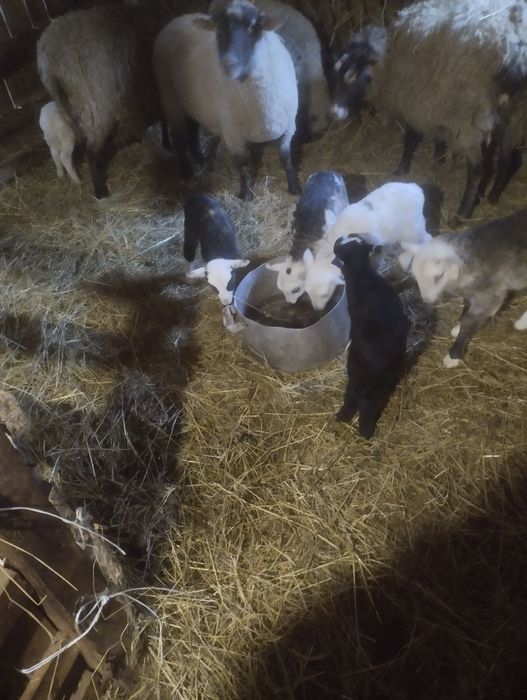 Продам ягничку з ягнятами