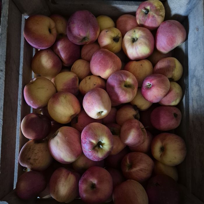 Продам ЯБЛУКА з власного саду