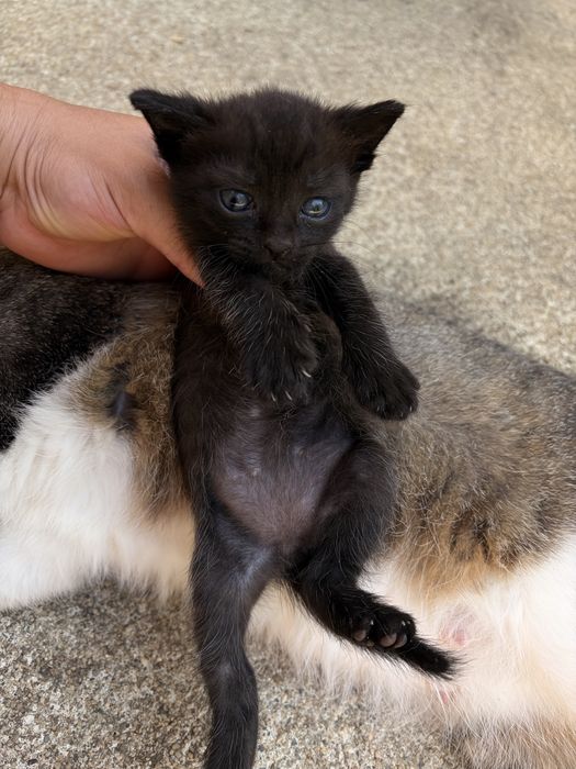 Tenho essas duas gatas mae e filha para adocao !