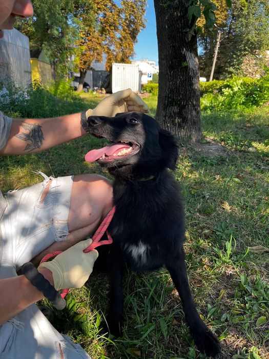 дівчинка Ночка шукає родину