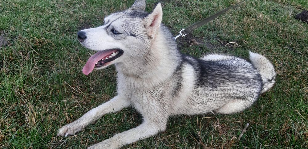 Вязка хаскі чистокровний