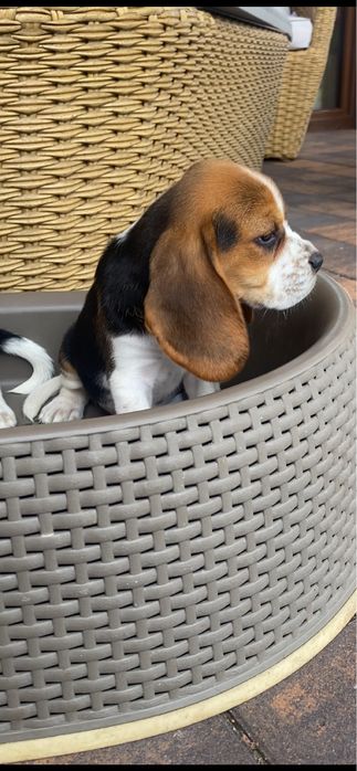 Beagle Tricolor! Wybitne z rodowodem!!