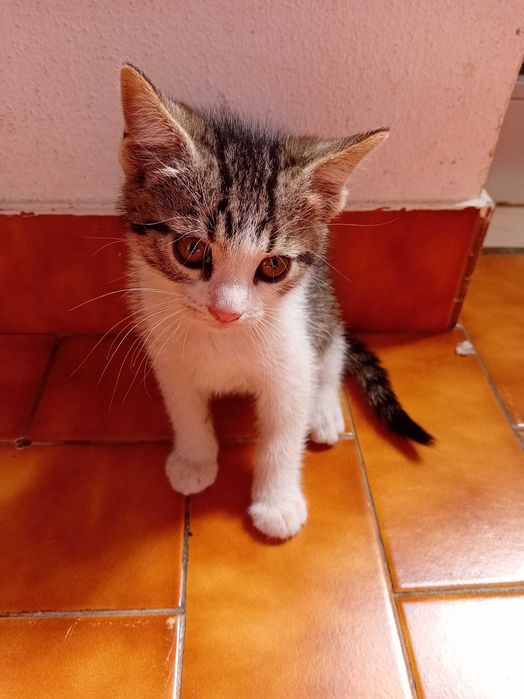 Continuam Disponiveis, Dá-se 4 gatas bebés de 2 meses
