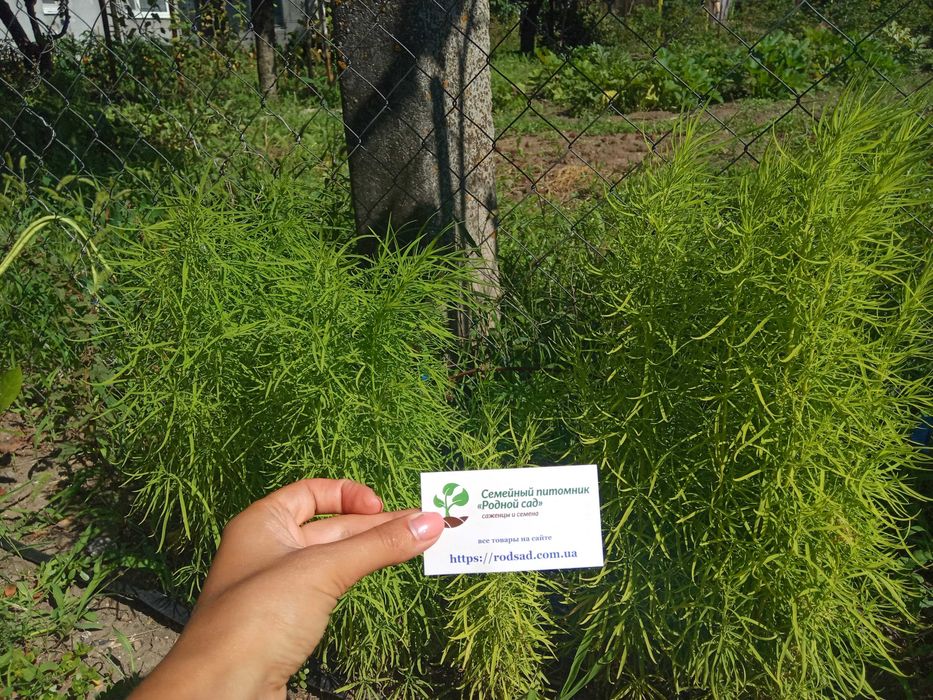 Насіння квітів (107 видів) семена цветов є безкоштовна доставка