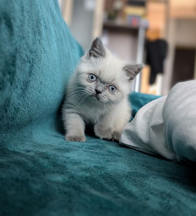 Шотландська дівчинка Моллі  з вет паспортом