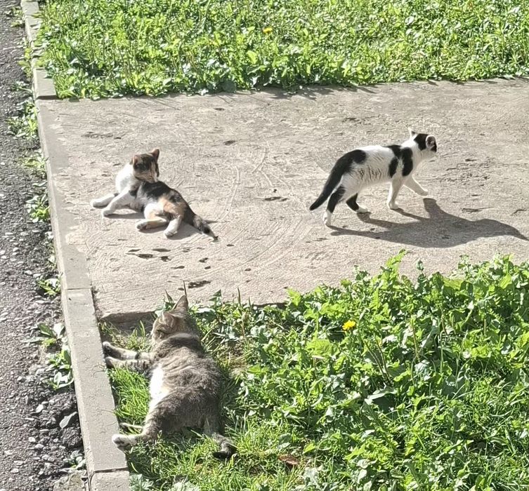 Безкоштовно  кошеня