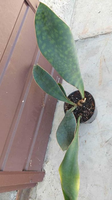 Sansevieria Masoniana.