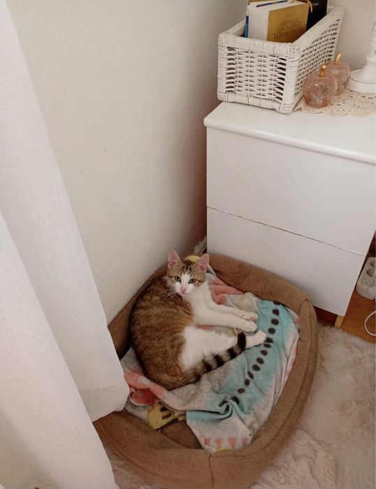 Leo - kocurek do adopcji!