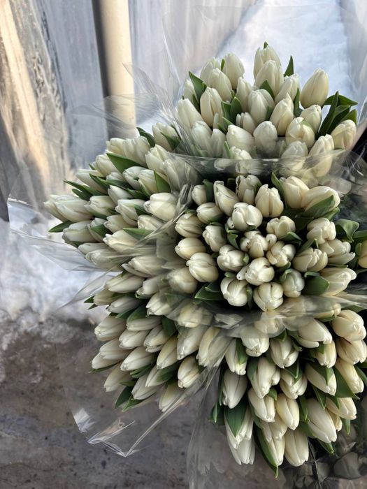 Квіти Тюльпани зріз опт