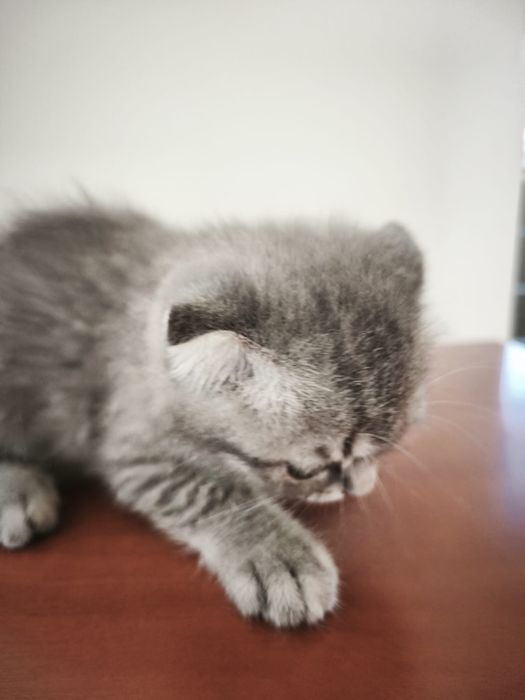 Scottish straigt/fold